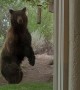 Bear Makes Off With Bird Feeder