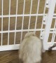 Fuzzy Ferret Flows Through Fence