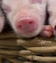 Relaxed Piglet Enjoys Face Rubs