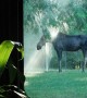Mama Moose Cools off in Backyard Sprinklers