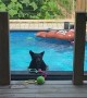 Young Bear Enjoys Cool Pool in the Afternoon