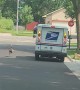 Persistent Turkey Pursues Mailman