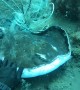 Swimmer Gives Tangled Stingray A Second Chance