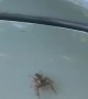 Cute Little Jumping Spider Poses Before A Leap