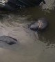 Thirsty Manatee Takes a Drink From a Boat Engine