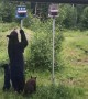 Mama Bear and Cubs Want Bird Feeder