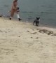Sprinting Frenchie Causes Faceplant