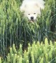 Fluffy Dog Bounds over Barley