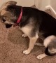Guilty Puppy Plays Dead after Getting Caught