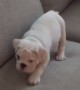 Watch This Puppy Adorably Stalk His \