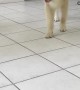 Playful Golden Retriever Pounces Like a Lion