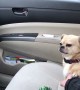 Puppy\'s Adorable Tactic To Not Let Owner Drive Away