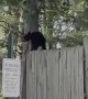 Bear Family Goes Dumpster Diving