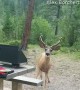 Deer Steals a Hotdog