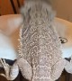 Bearded Dragon Plays a Beat on the Bongo Drum