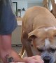 Doggy Takes on His Human in a Treat Race