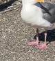 Seagull Stretches Its Beak Wide Open
