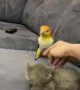 Kitten and Bird Make the Cutest of Frenemies