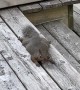 Backyard Squirrel 'Sploots' for Food
