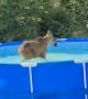 Wild Neighbors Drop By to Use Backyard Pool