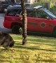 Black Bear Channels It's Inner Squirrel on Fence