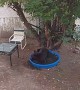 Bear Keeps Cool in Pool