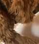 Golden Doodle Pup Paws for Parent during Video Call