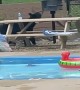 Baby Bear Busts Into Hotel Pool