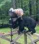 Bear Eats Out of Bird Feeder and Climbs Tree