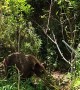 Mama Bear and Cubs Hanging Out Around House