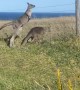 Kangaroo Clique on Cliff