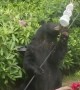 Black Bear Enjoys Backyard Bird Food Buffet