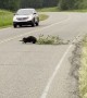 Beaver Moving Tree Across Road in Elk Island