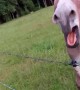 Donkey Honks With Happiness