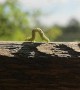 Speedy Caterpillar Crawls Along in a Hurry