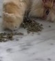 Kitty Approves of High Quality Catnip