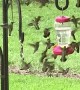 Hummingbird Feeder Frenzy