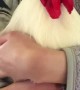 Koji the Rooster Running to Be Held by His Favorite Human
