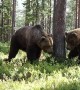 Intense Territorial Brawl Between Two Massive Brown Bears