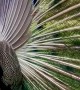 The Backside of a Magnificent Peacock's Mating Display