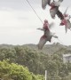 Acrobatic Galahs Have a Shower on High Wire