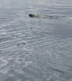 Polar Bear Mother Swims with Cub