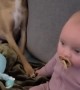 Dog and Baby Touching Paw and Hands During Movie