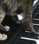 Kitty Paws Play a Piano Tune