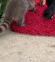 Baby Raccoons Play with Chief the Dog
