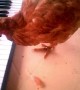 Chicken Plays Birthday Song on Keyboard