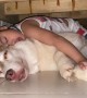 Kiddo Found Snoozing with Husky Best Friend