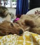 Caring Kitten Grooms Lazy Puppy Pal