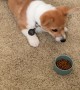 Corgi Puppy Protests Breakfast