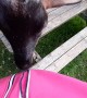Playful Goat Discovers the Magic of Zippers